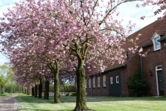 2012-04-29 Magnolia
